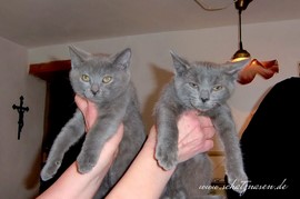 Chartreux-Kater Percival und Quilian