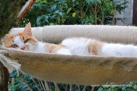 Katzenblog - Kontrollierter Freigang für deine Wohnungskatzen